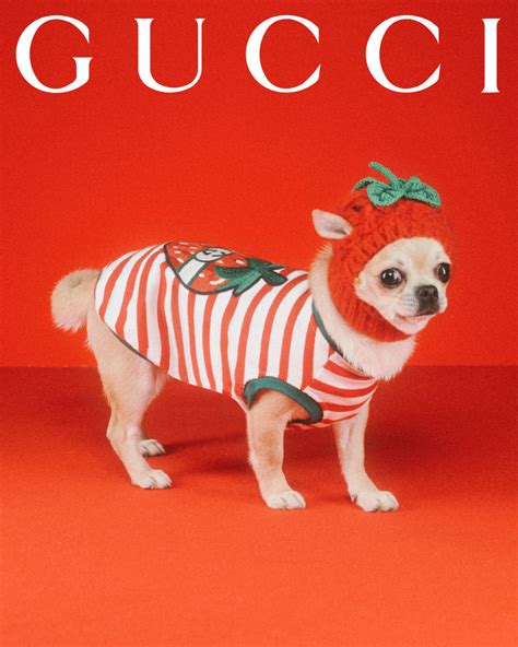 gucci kinder pet|gucci pet clothes.